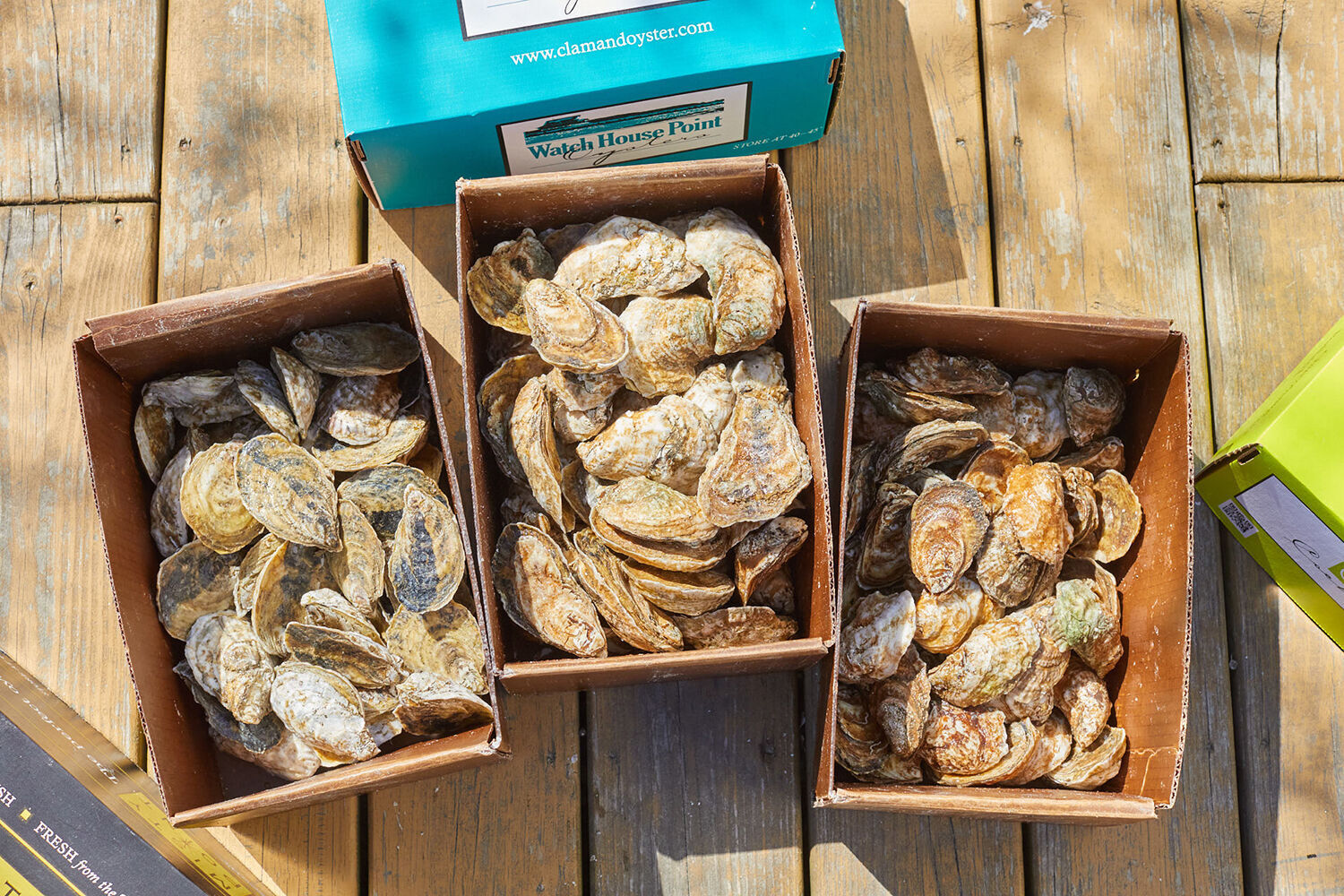 Varieties of oysters